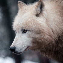 Vlci arktičtí